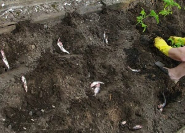  The layout of the fish in the wells for feeding tomatoes