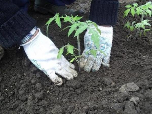  Tomate Picături de miere plantate în sol în conformitate cu schema de 40x70 cm