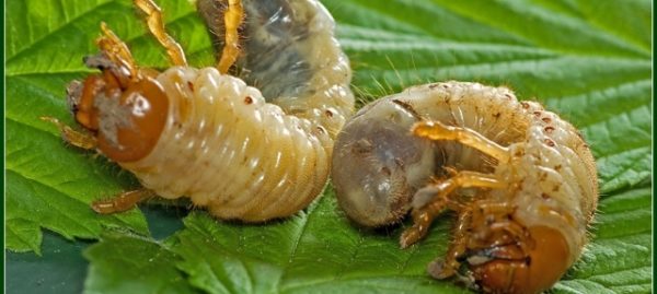 Maybug larvae on strawberry leaves