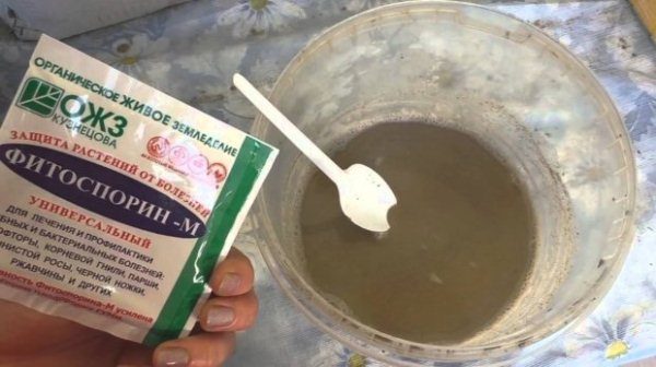  La polvere di fitosporina è diluita in acqua a temperatura ambiente in un rapporto di 1: 2