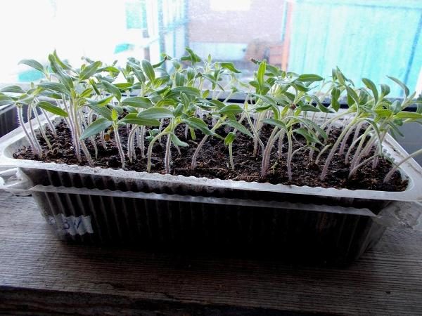  Mudas de tomate são cultivadas em caixas ou vasos a uma temperatura de + 25 graus Celsius