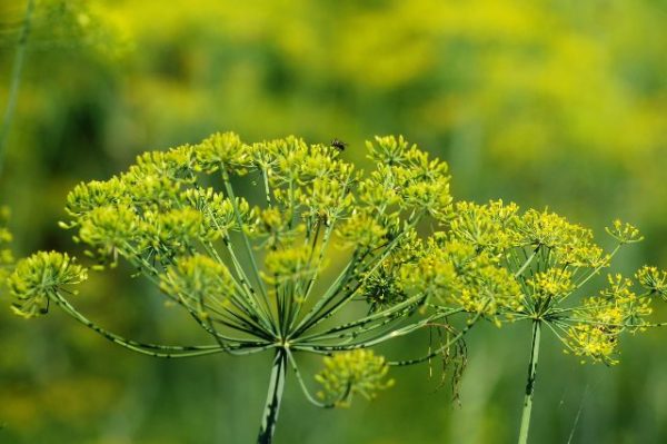  Fiore di aneto