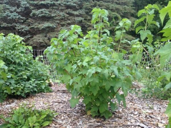  To combat spider mites in the initial stage of a lesion, the bushes are watered abundantly with clean water.