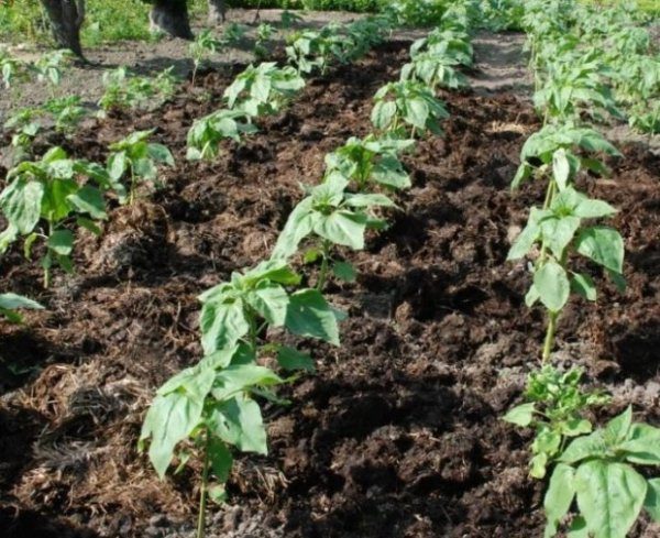  Quando le piante sono piantate in fila, la distanza tra loro non deve essere inferiore a 30 cm