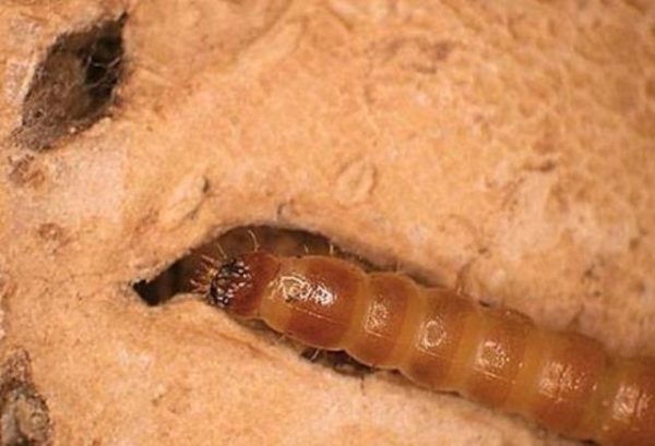 Cerca de wireworm