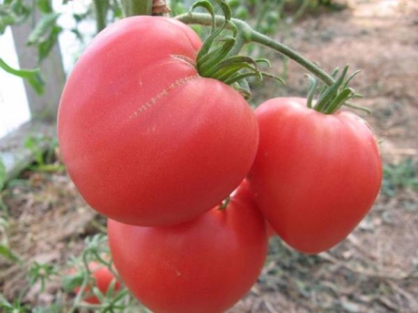  Tomato Sugar Bison