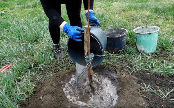  When watering a young tree, no more than 3 buckets of water are used, but for irrigation of a large and fruiting cherry, at least 6 buckets are needed