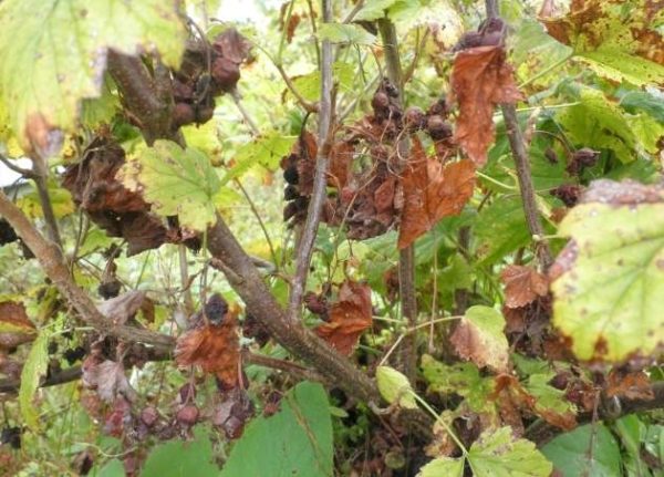  The best time to start treatment is early spring, until the buds have blossomed.