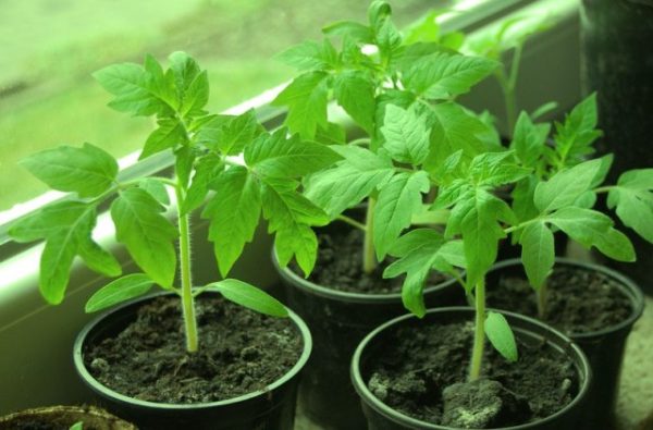  Tomato seedlings