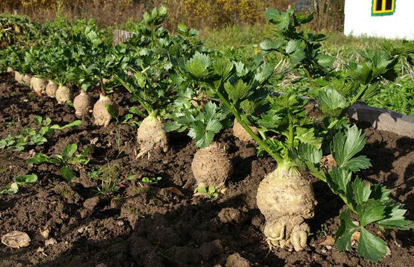  Cultivarea rădăcinii de țelină