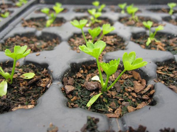  Răsadurile de sprout apar 7-10 zile după plantare.