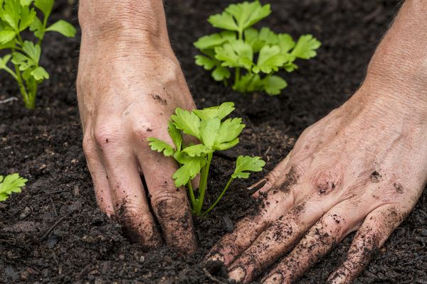  Transplantare sol este planificată pentru mijlocul și sfârșitul lunii mai