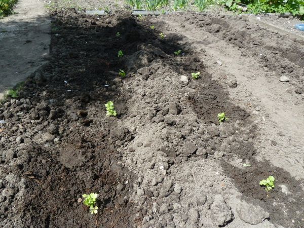  Țelina de rădăcină iubește umiditatea, udă-o o dată la 2-3 zile