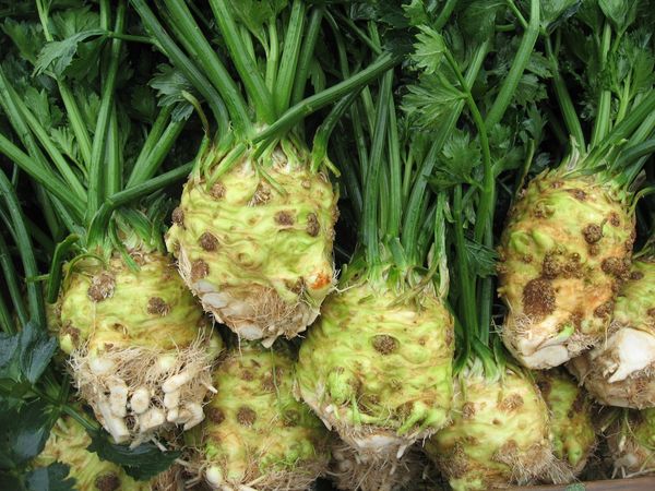  Recoltarea rădăcinilor de cereale începe în luna octombrie