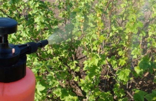  Spraying currant bushes from spider mites