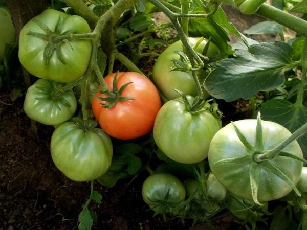  Para o amadurecimento, os frutos precisam de mais luz, por isso os arbustos são recomendados de tempos em tempos para serem desbastados, deixando 2-4 hastes