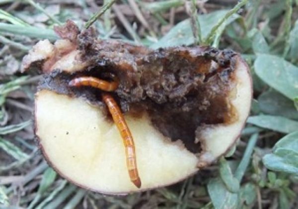  Gusano En Patata
