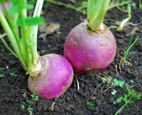  Rutabaga in giardino