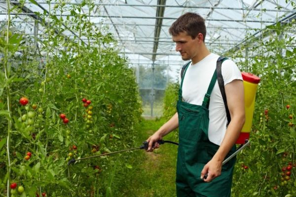  Tomato processing with pereporatami