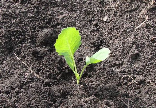  Plantarea semințelor de varză