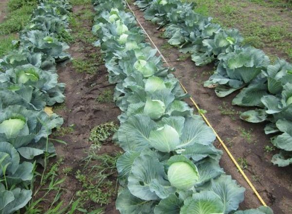  Varză cultivată în Siberia