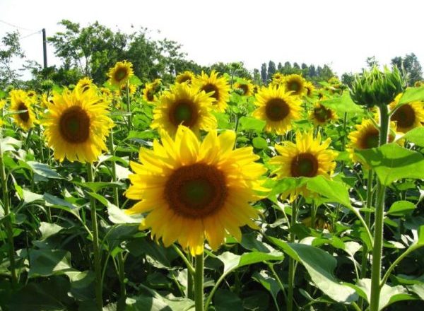  Girasole in crescita