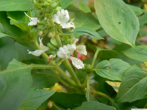  Fiore di basilico