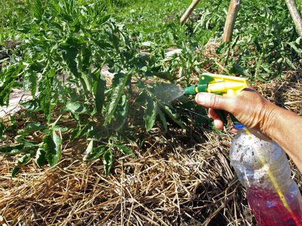  I pomodori vengono spruzzati proprio all'inizio della fioritura, così come con l'aspetto delle ovaie.