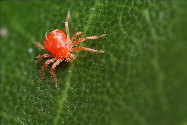 Spider mite