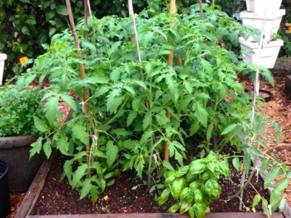  Rio Grande Tomato Shrubs