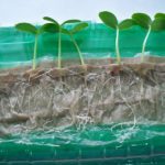  Gătituri pregătite pentru plantare