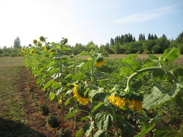  Il girasole deve essere innaffiato ogni giorno.