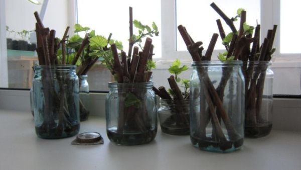 Sprouting grapes cuttings