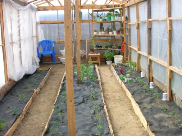  Mantillo cama de tomate