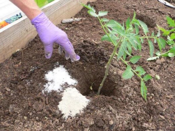  Calcium nitrate seedlings fertilizer tomato transplant