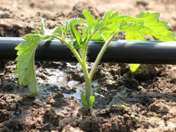  Il sistema di irrigazione a goccia è utilizzato non solo per l'irrigazione, ma anche per il fertilizzante organico dei pomodori