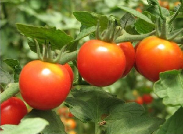  Tomate Klusha grado