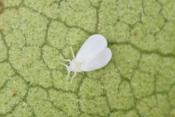  Whitefly.