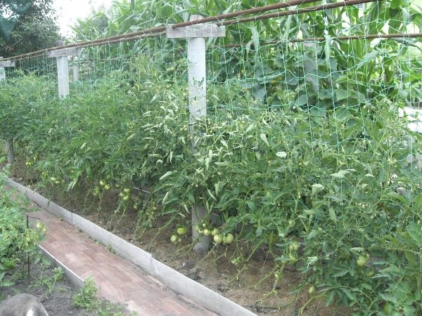  Tapițerie pentru roșii din plasă de polimeri