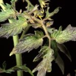  Il colore viola delle foglie di pomodori indica una mancanza di fosforo