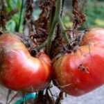 Phytophthora su pomodori
