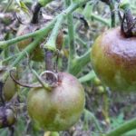  Ferrugem tardia