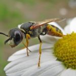  Bees