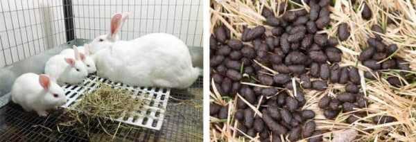  Los conejos comen pasto y lo transforman en un fertilizante útil para las plantas.