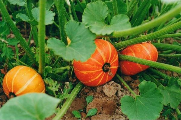  Plantarea și îngrijirea unui dovleac