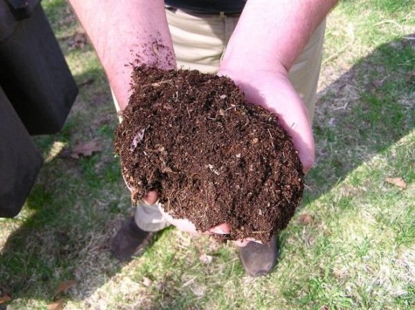  Compost de estiércol de conejo