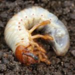  Larva di Maybot