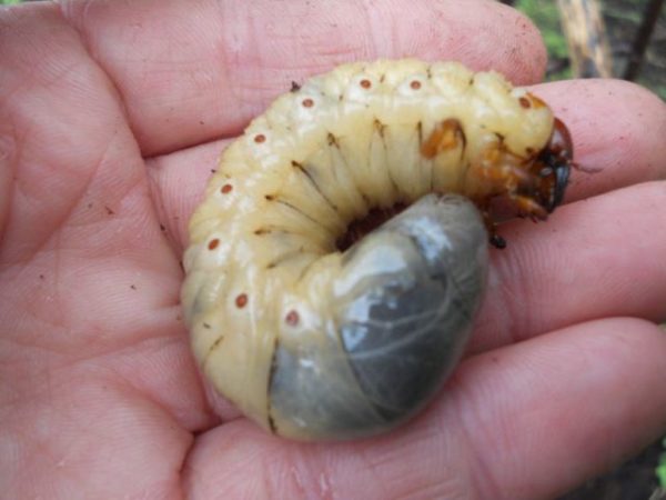 Maybot larva