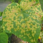  Downy mildew
