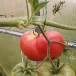  Raspberry bucurie